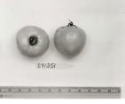 Click for 1 image(s) for this accession. FRUIT